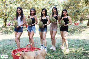 Sexy dancers resort to cutting Durian to make ends meet
