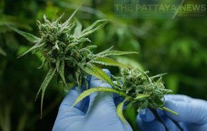 NCB discusses making cannabis illegal again